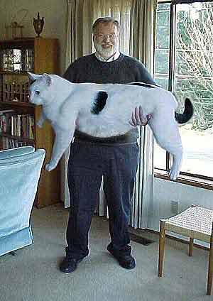 Gato Gordinho